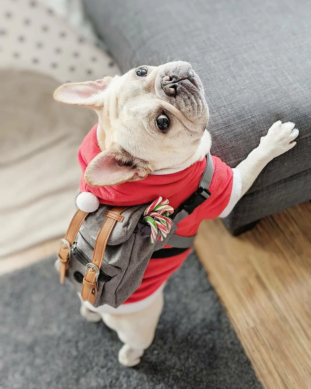 Самодельный рюкзак в британском стиле для собак Шнауцер и Сиба ину