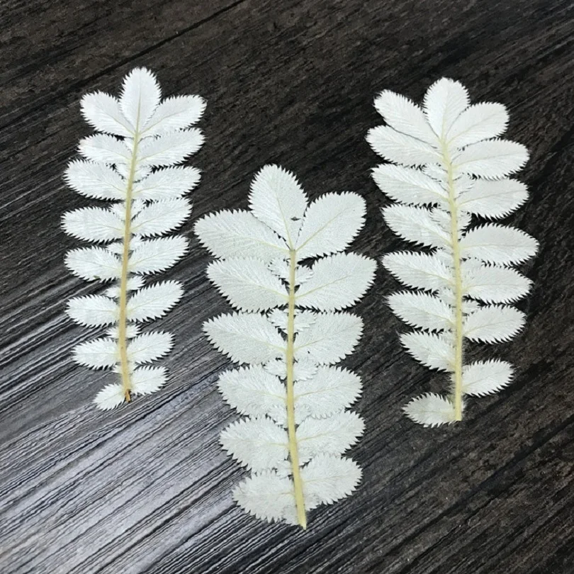 

60pcs Pressed Dried Potentilla chinensis Ser Leaf Plant Herbarium For Jewelry Postcard Bookmark Phone Case Invitation Card DIY