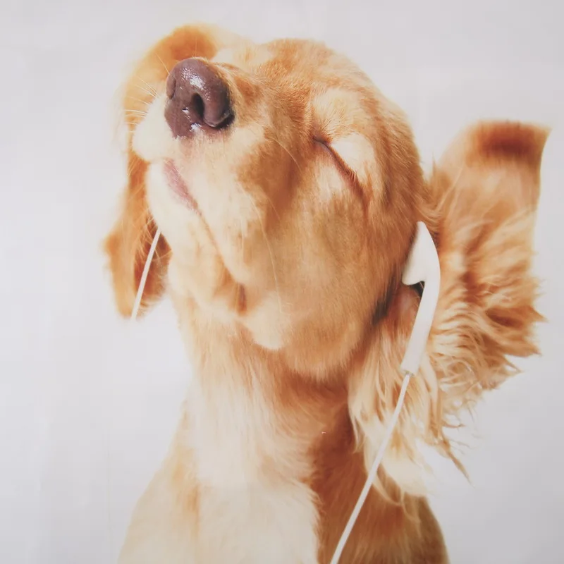 Милые комплекты постельного белья Королевский размер белая собака пододеяльник