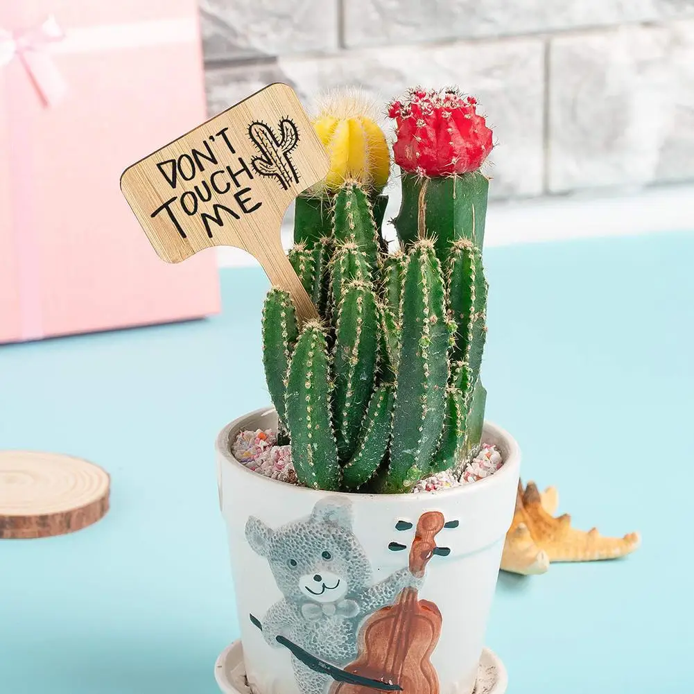 50 шт. Цветочная карта ярлыки для суккулентов Ландшафтная вывеска табличка с