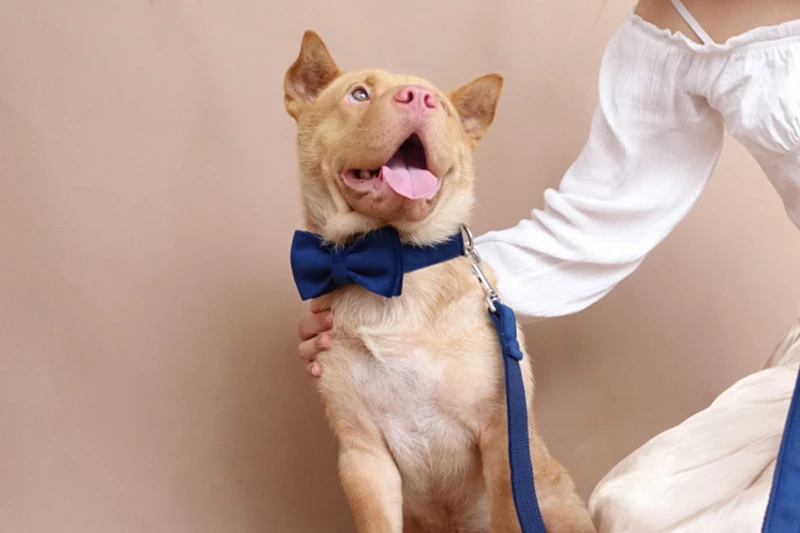 MUTTCO домашний питомец с индивидуальной надписью ID бирка ошейник для собак сапфир Выгравированный шейный ремень индивидуальная именная табличка товары для домашних животных 5 размеров UDC078