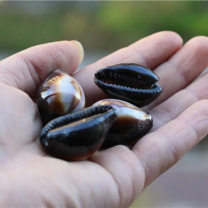 

5PCS natural shell apecimen screw collection gift fish tankhome decoration starfish