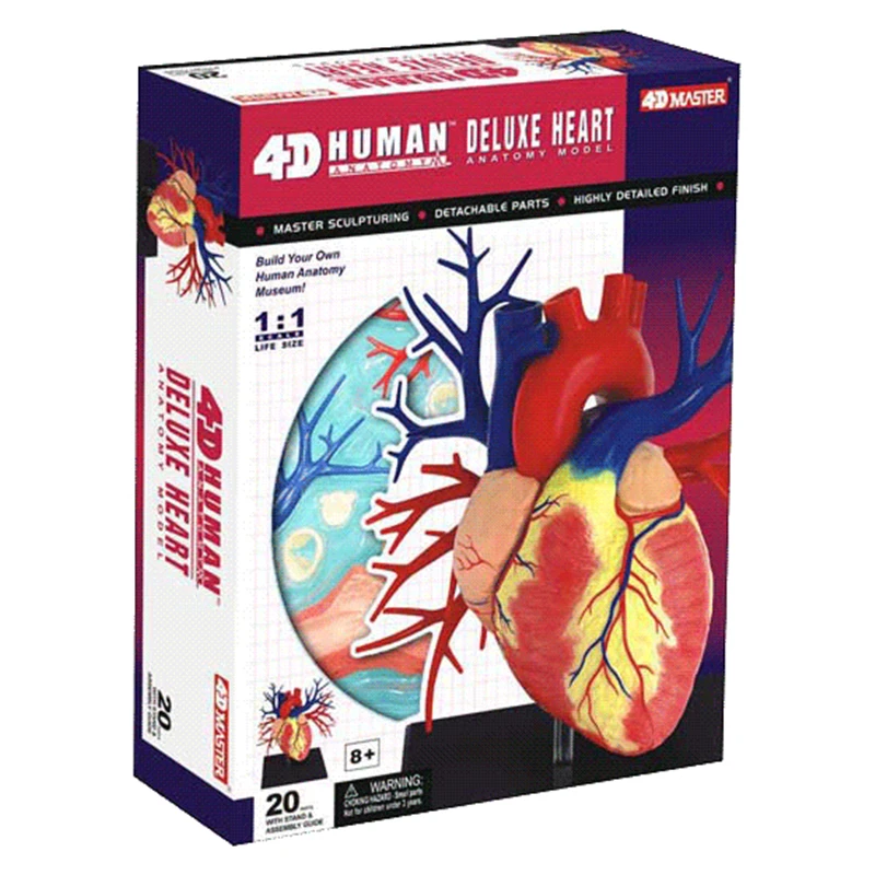 1:1 big heart internal organs 4D MASTER puzzle assembly toy organ anatomy medical teaching model