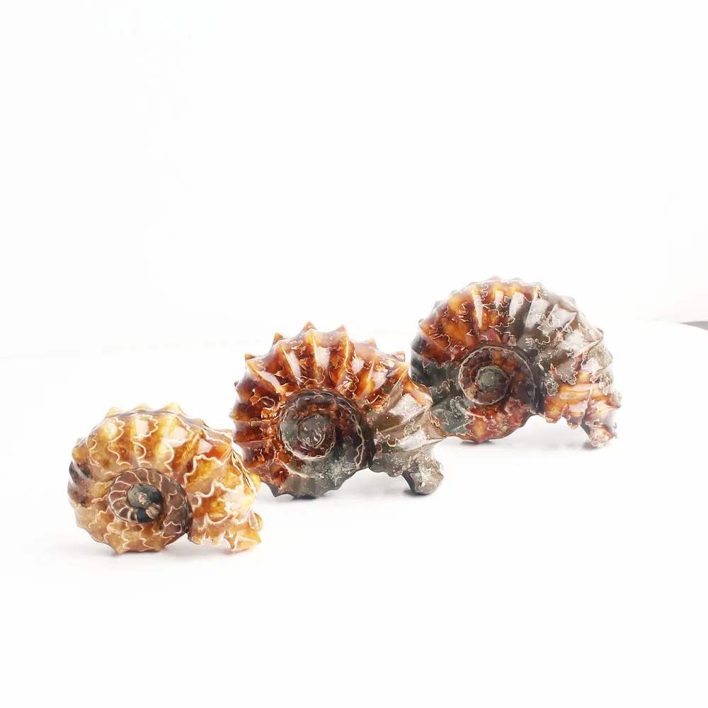 1 шт. натуральный Рог винт окаменелости аммониты камень криоцерас образец