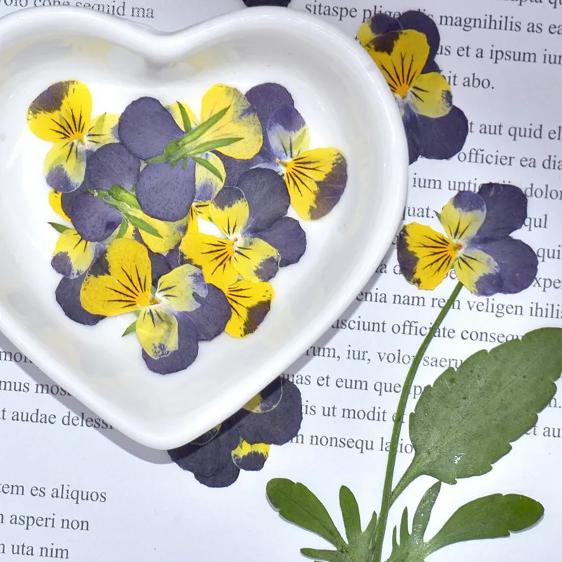 60 шт. прессованный высушенный Pansy Corydalis Suaveolens цветок растения гербарий для