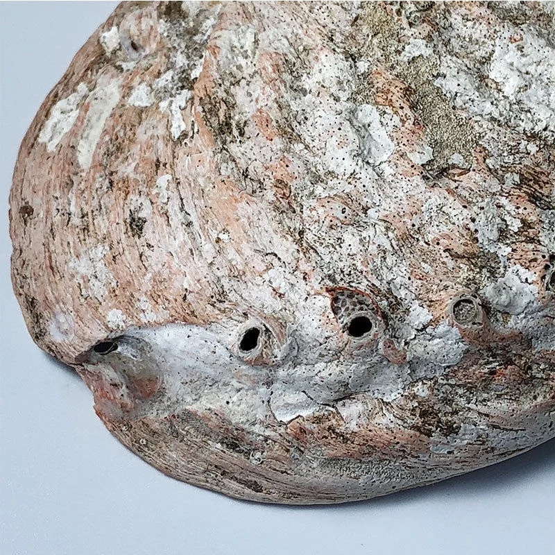 11-12 см натуральные раковины для морских ракушек морские украшения дома