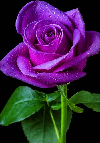 Сделай Сам 5d алмазная вышивка фиолетовый розовый Круглый Алмазная картина