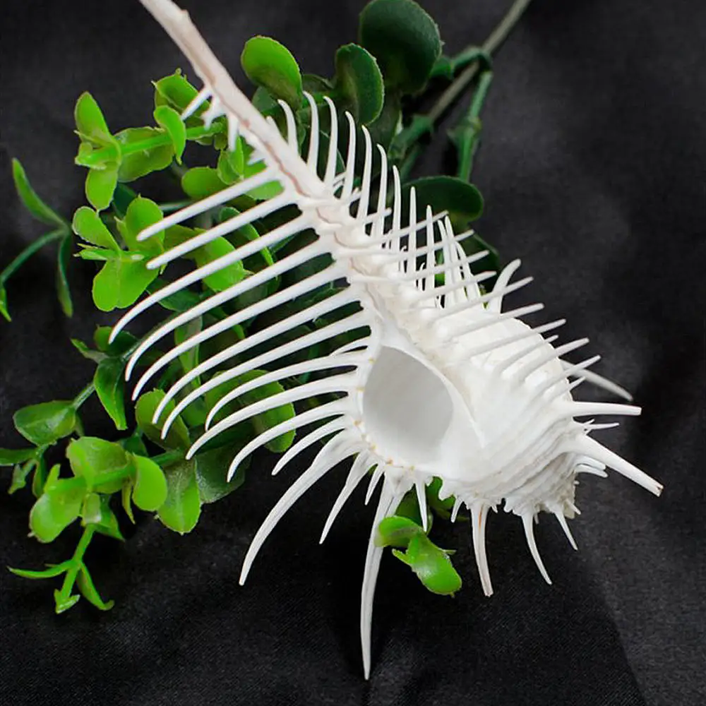 7-12 см Морская раковина Индийского океана натуральная мурекс Пектен коралл