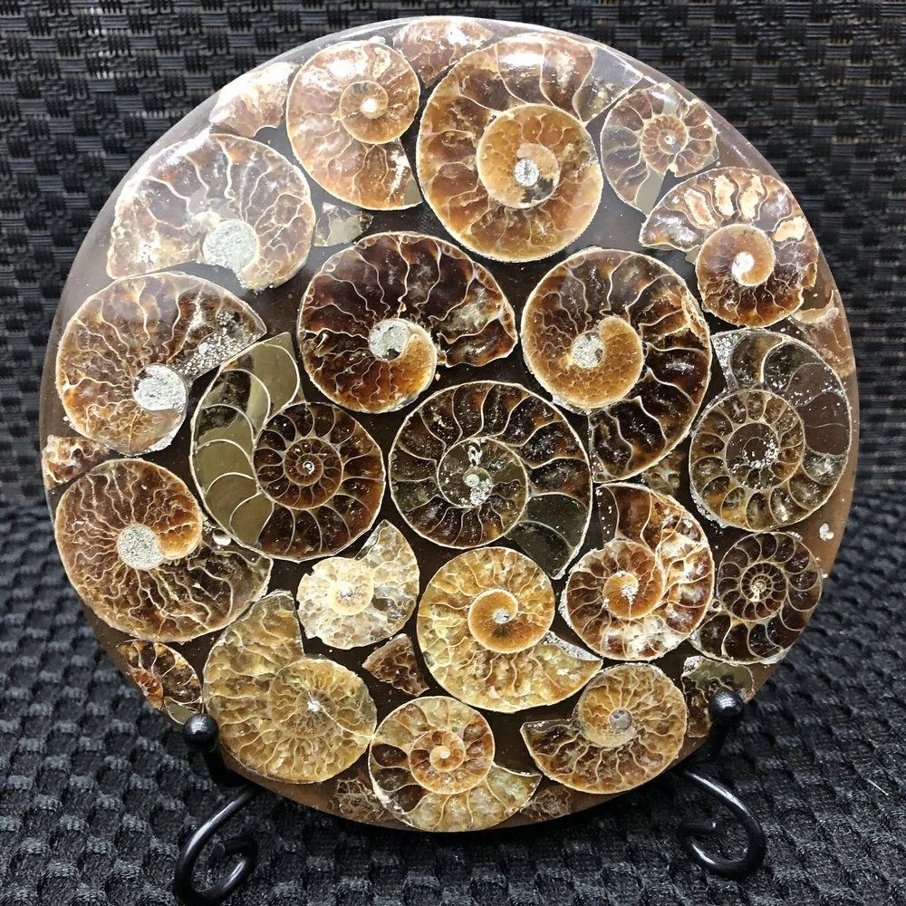 

Natural Ammonite Disc Fossil Conch Specimen Healing +Stand 1PC 100g+