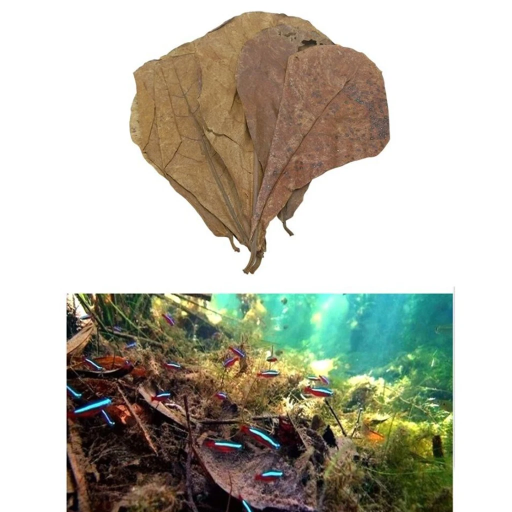 10 шт. индийские листья миндаля для бетты стимулируют разведение и повышают