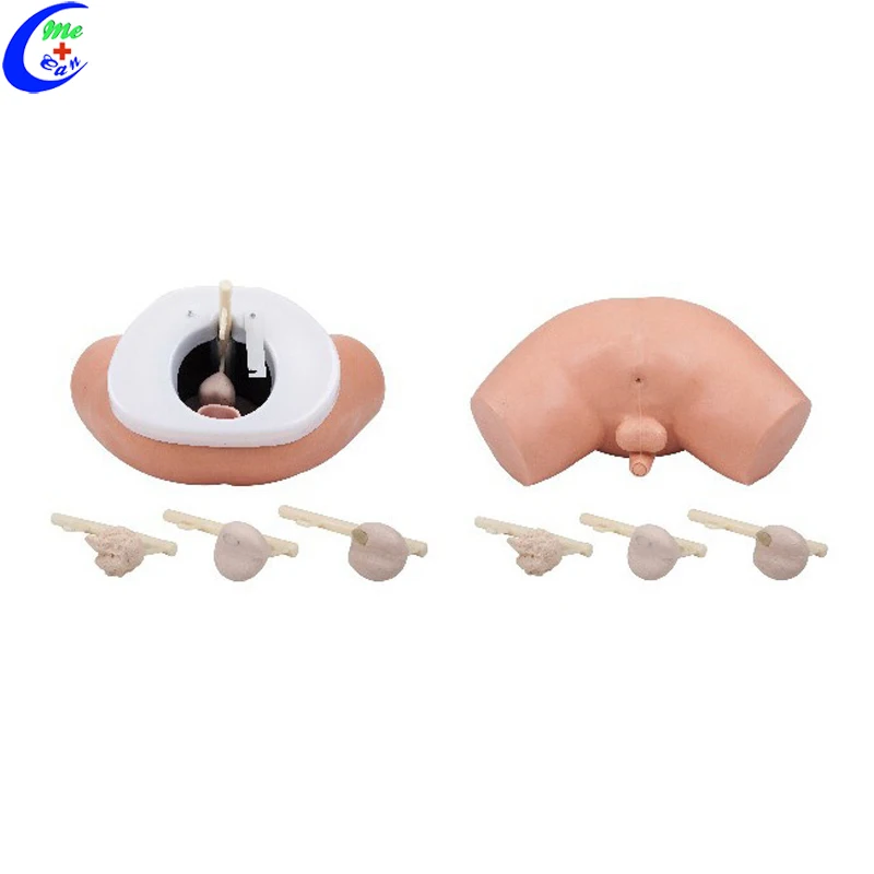 

Patient Care Male Prostate Examination Simulator