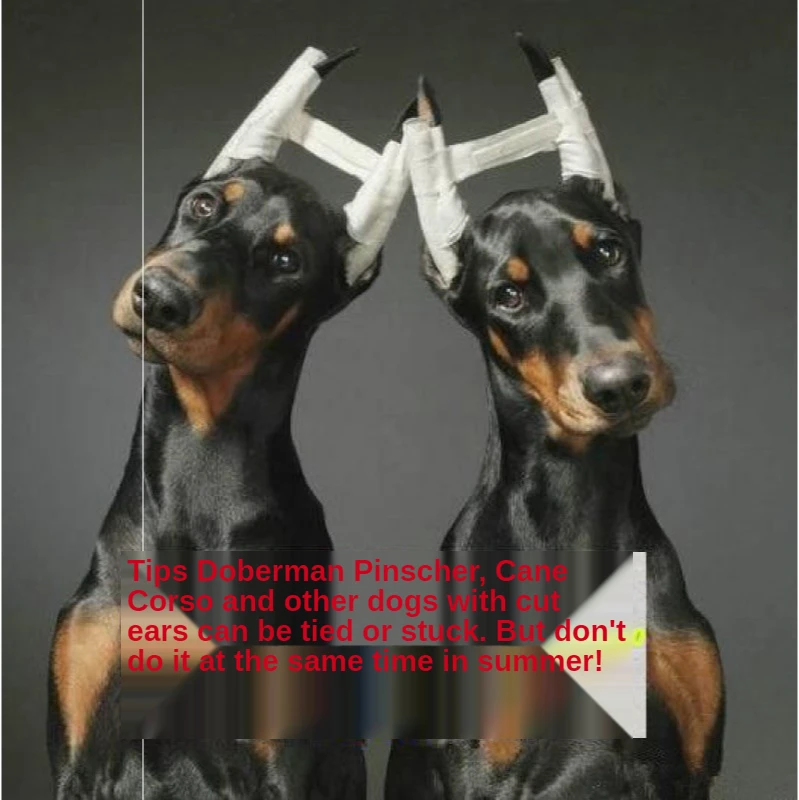 

Large and Small Dog Ear Positioning Aid Correction for Sheepdog Shiba Inu Doberman Pinscher Corgi Fixed Ear Stand Adjustable