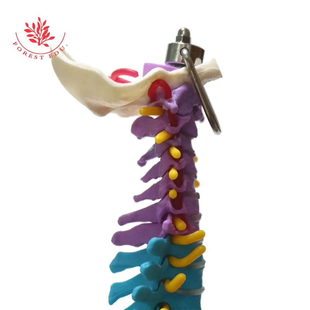 Анатомическая модель из ПВХ материала 45 см дифференциация цвета гибкий