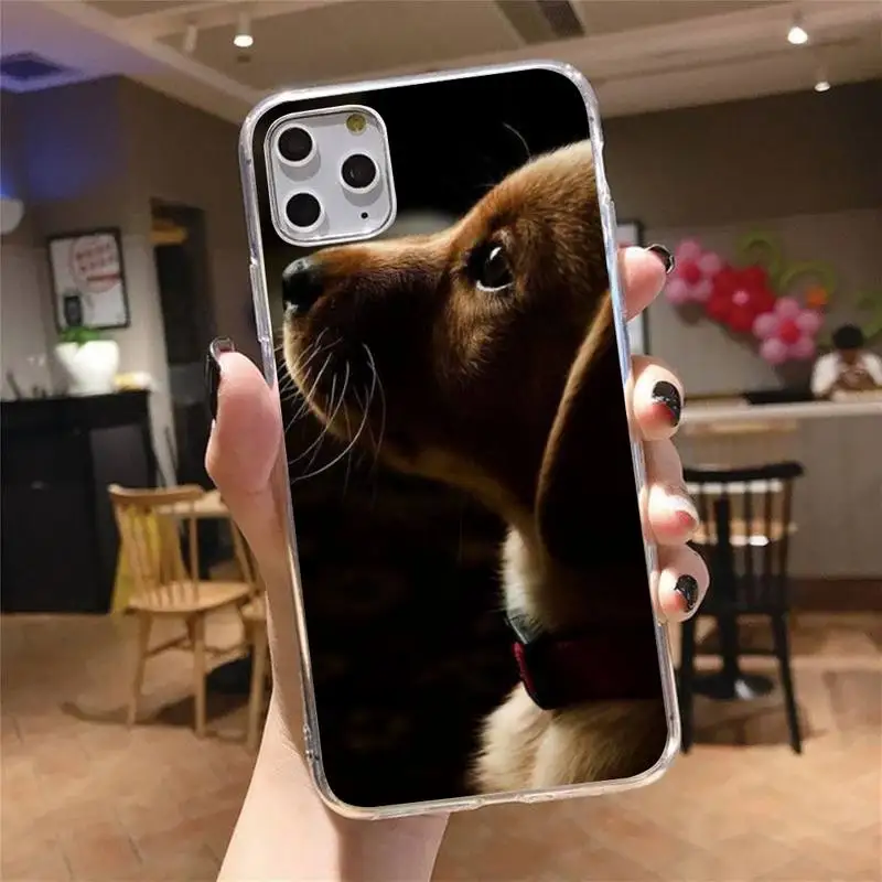 

Dachshund Doberman Dog face animal Phone Case Transparent soft For iphone 5 5s 5c se 6 6s 7 8 11 12 plus mini x xs xr pro max