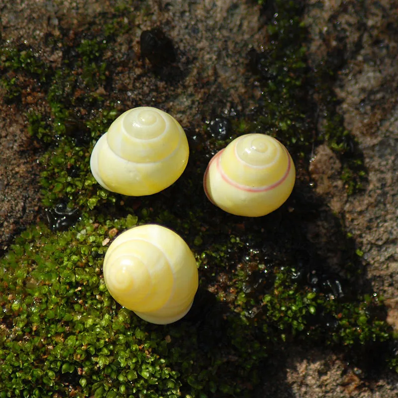 Желтая Золотая Морская раковина на удачу натуральная улитка современное