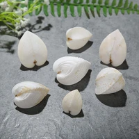 1pcs natural shell flat heart shaped conch beige chicken hearts clam love shellfish tank wedding landscaping home decoration