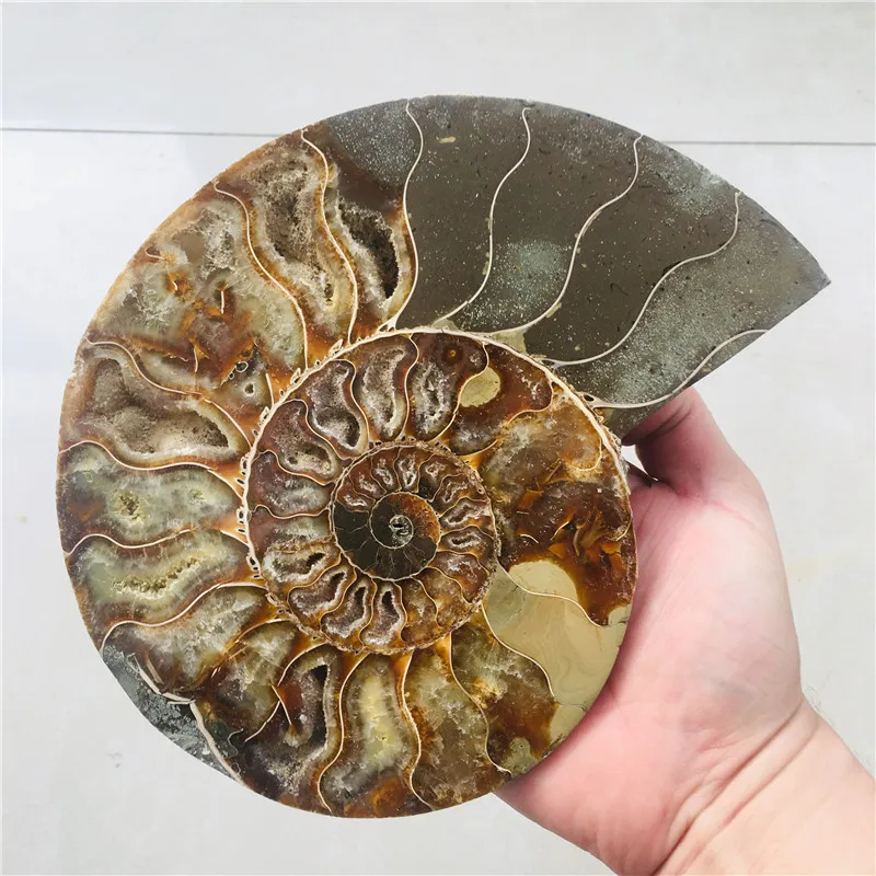 AAA + 600 г натуральный аммонит PRETTY NAUTILUS MADAGASCAR FOSSIL с лечебным действием образцы