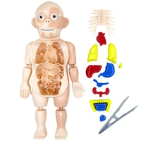 human body anatomy toy preschool educational organ diy assembled toys for kids science learning kits for student teaching tools