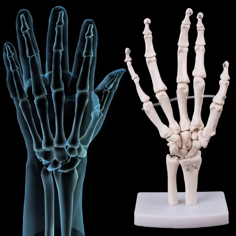 Модель анатомического скелета для суставов рук медицинский анатомический