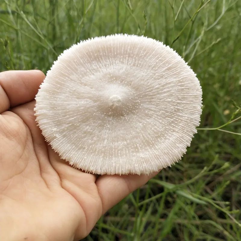 1 шт./пакет коралловый гриб Коралловый Аквариум водный пейзаж коралловые