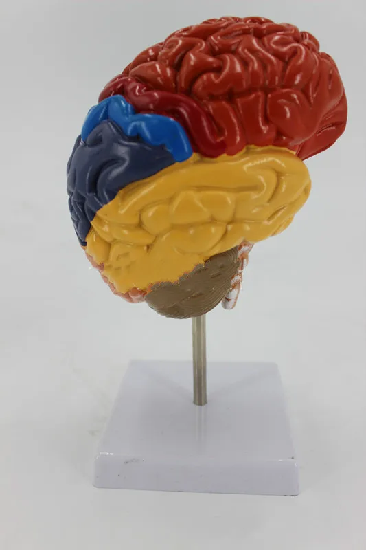 

1:1 Life Size PVC Big Brain Anatomy Model Colored Brain Functional Zoning Model Medical Anatomical Detachable Humans Brain Model