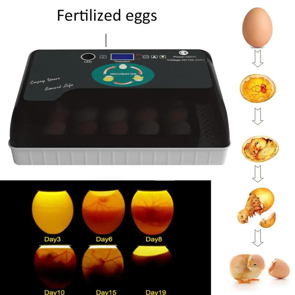 Автоматический инкубатор | Дом и сад