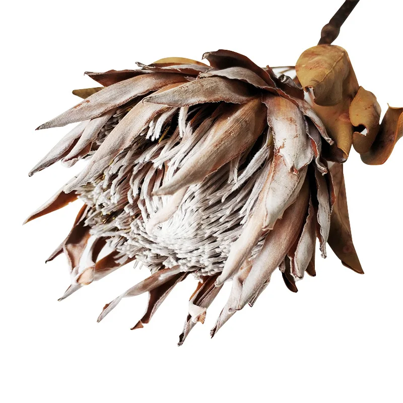 

2 pieces of dry flowers for home decoration fall decorations Long term storage of unique flower materials wall background