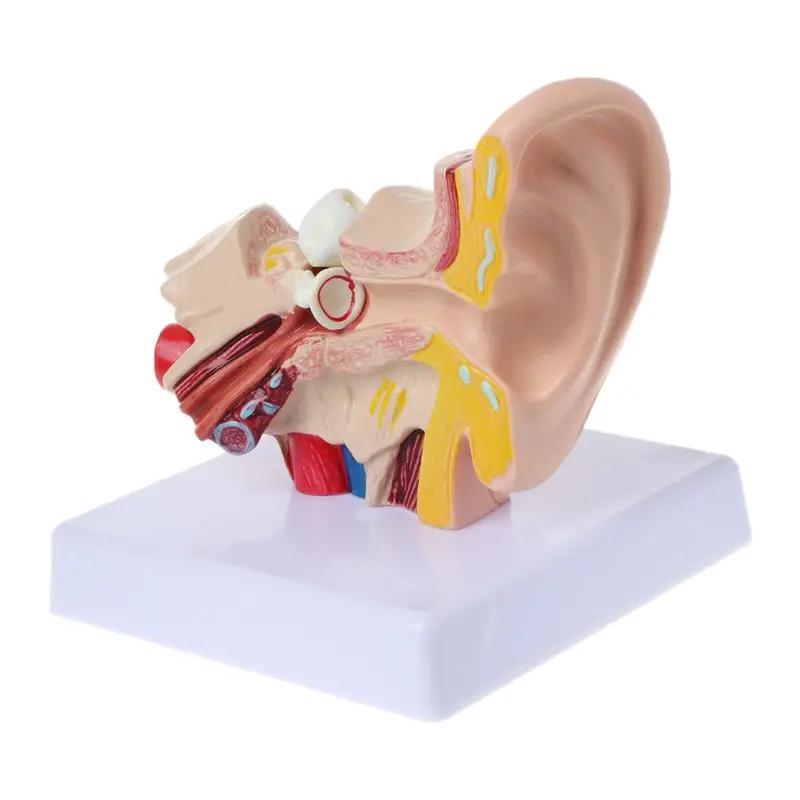 

1.5 Times Life Size Human Ear Anatomy Model OrganMedical Teaching Supplies Professional