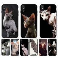 babaite sphynx cat soft phone case cover for iphone 13 11 pro max x xs max 6 6s 7 8 plus 5 5s 5se xr se2020