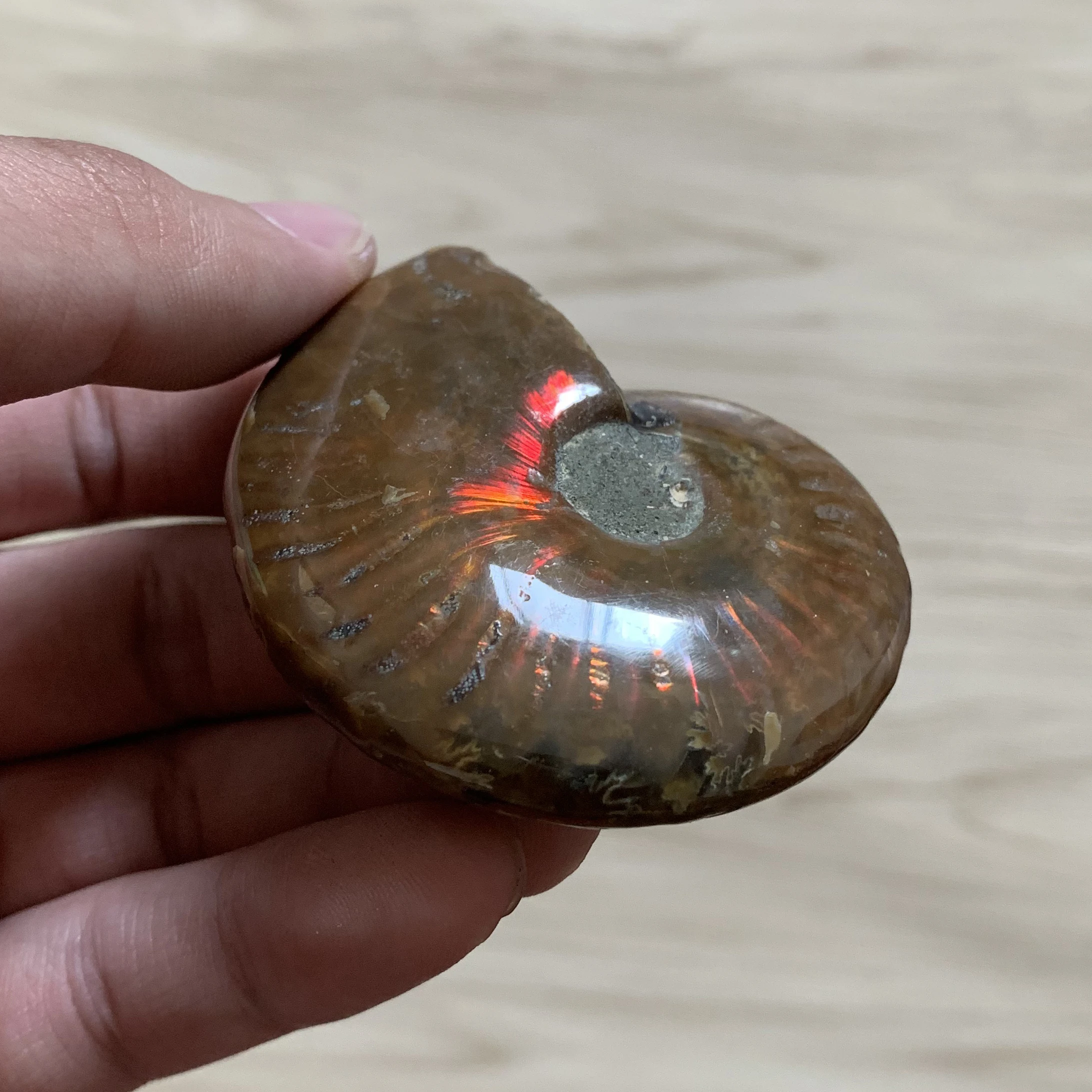 

66g Natural Colorful Ammonite Fossil Polished Rainbow Specimen Madagascar Healing L013