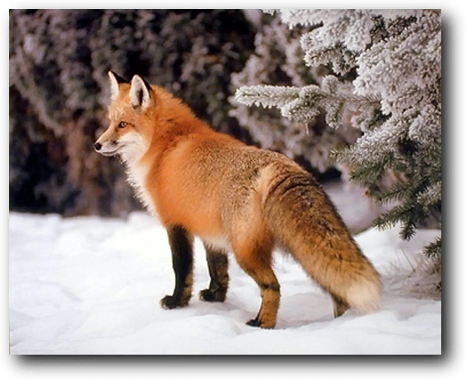 

Red Fox in The Snow Wildlife Animal Art Print Poster