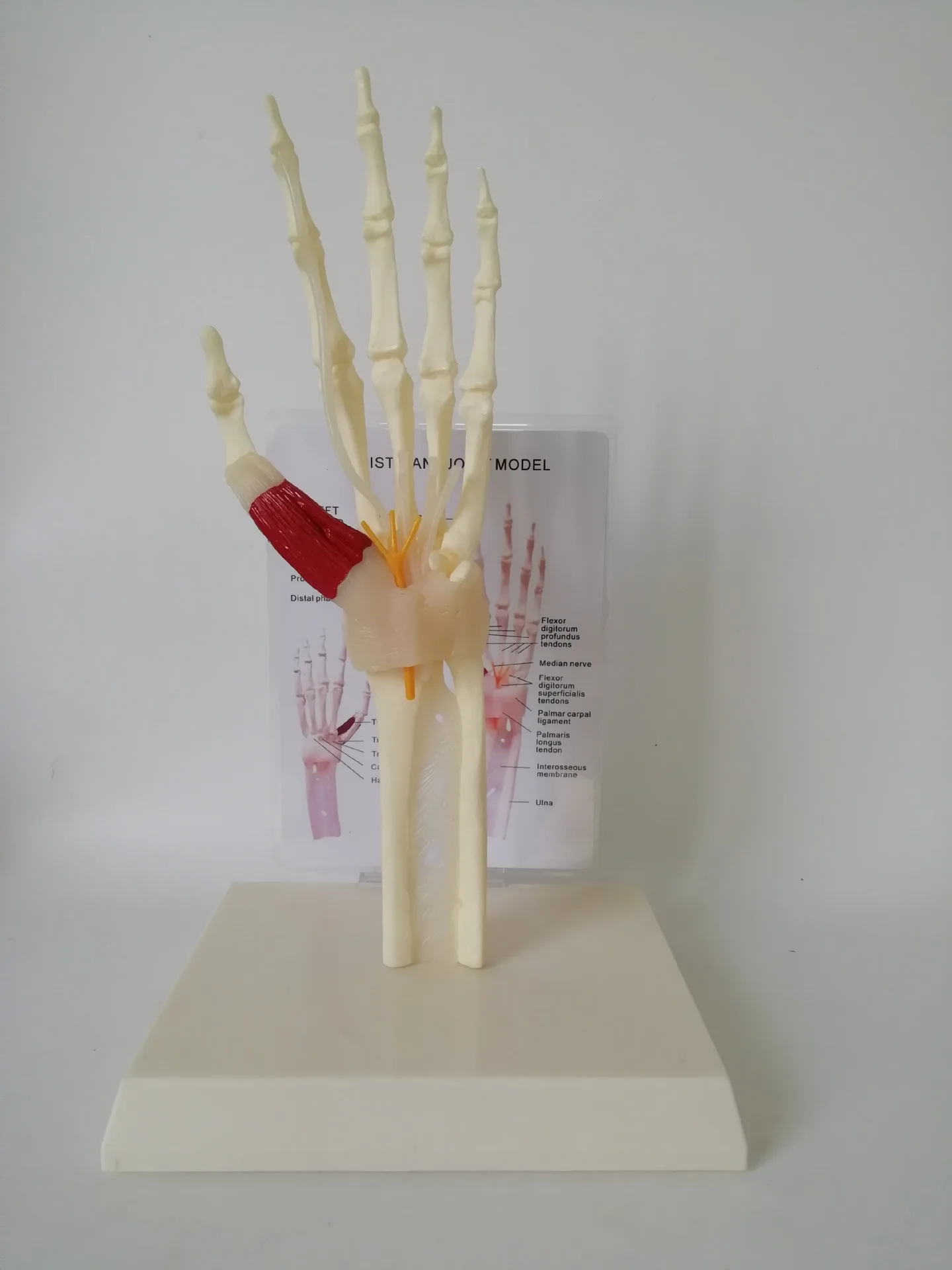 Модель ручного соединения с мышцами сухожилия кости нервы человеческий скелет