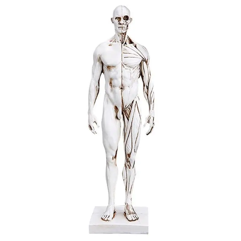 

30cm model Human Body Muscle Resin Statue Sculpture Human Anatomical anatomy skeleton Medical Artist Drawing tools