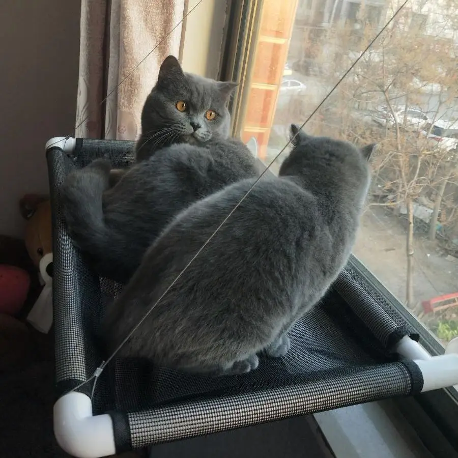 

Cute Cat Hanging Beds Comfortable Sunny Seat Window Mount Pet Hammock Soft Pet Shelf Seat Beds Supplies Detachable Bearing
