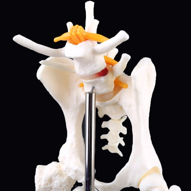 

Dog Canine Lumbar Hip Joint with Femur Model Aid Teaching Anatomy Skeleton Display Study S21 20 Dropship