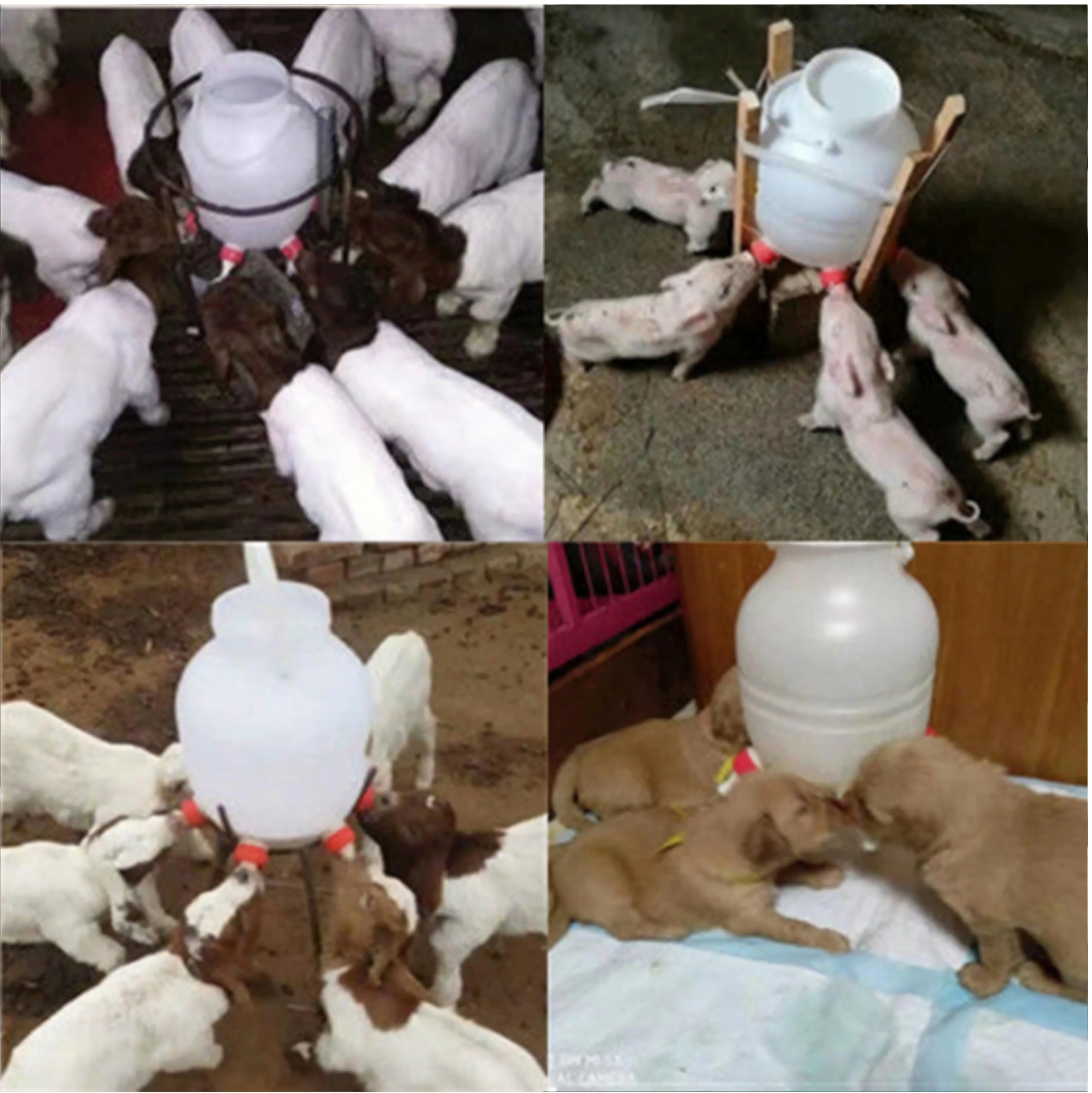 

8 Litre Livestock Milk Feeding Bucket 6 Silicon Nipples Lamb Feeder Puppy Piglet Feeding Easy Clean Multiple Feeder