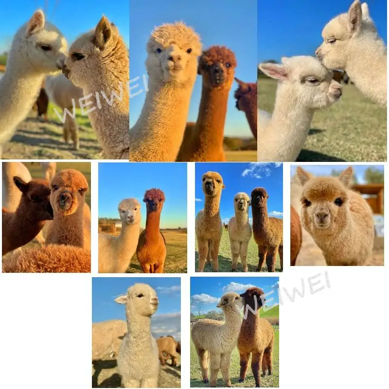 

Cute Animal Alpaca Full Square Round Drill Diy Diamond Painting Handmade Cross Stitch Embroidery Mosaic Home Room Wall Decor