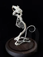 1pcs complete animal rat skeleton specimen ornaments collectibles