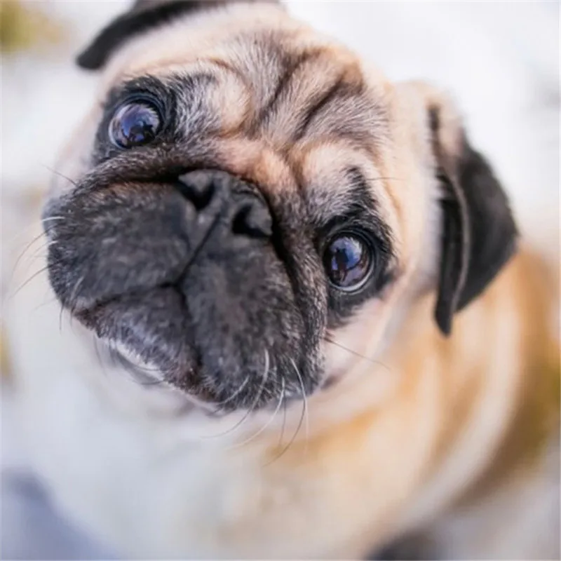 Новый полный набор для рисования с круглыми камнями и полотном 5d Сделай Сам