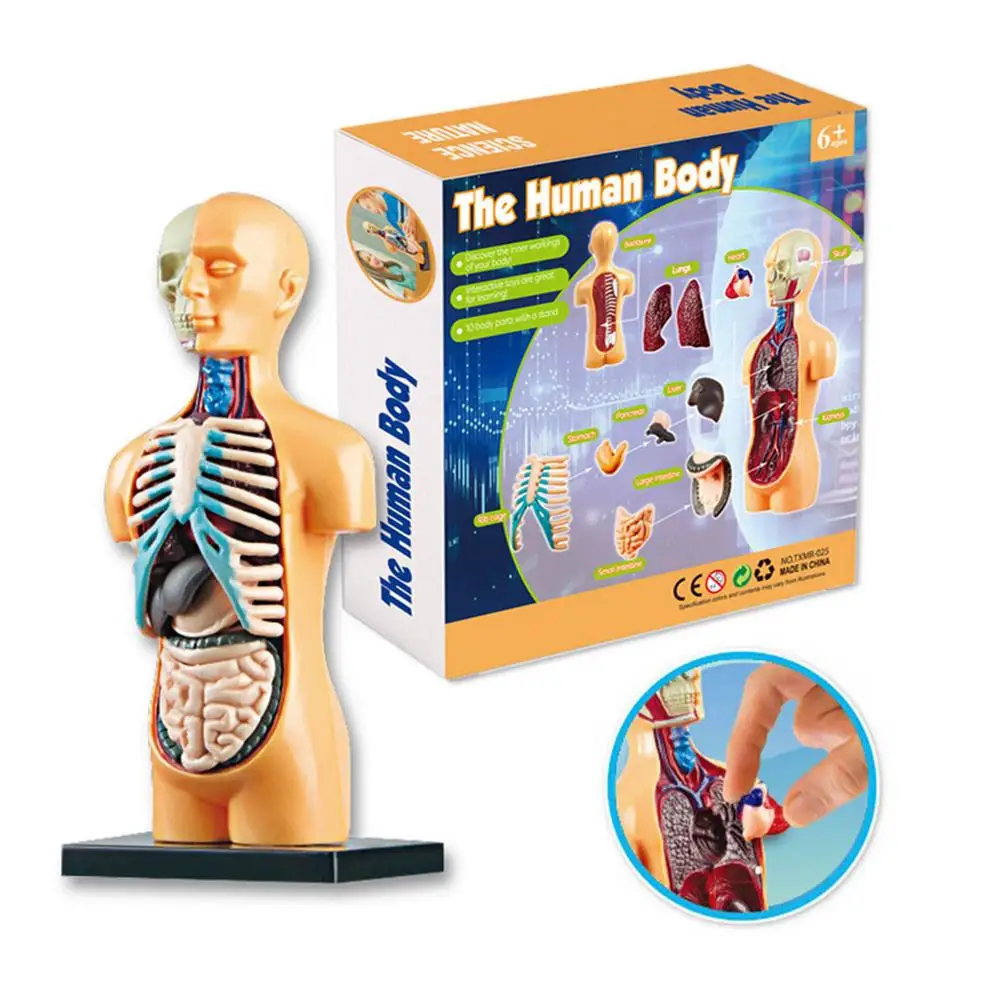 

Human Torso Body Model Anatomy Anatomical Medical Internal Organs Manikin Skeleton Model For Teaching Classroom Tools Ages 7+