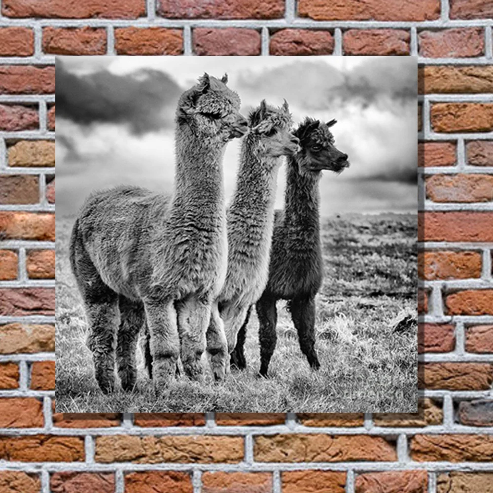 

Fashion Black and White Alpaca Poster Animal Canvas Painting Posters and Prints Wall Art Picture For Living Room Modern Decor