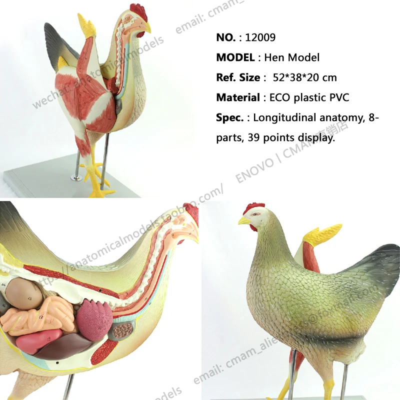 CMAM/12009 Hen 8 частей пластиковая анатомическая модель для обучения животным|anatomical