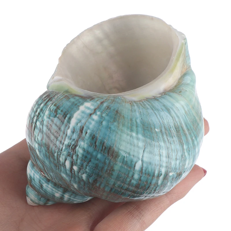 Аквариум с натуральной ракушкой морской раковиной улиткой аквариумные