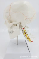 lifesize human skull cervical vertebrae spine with nerves skeleton model medical anatomy veterinary anatomical medical supplies