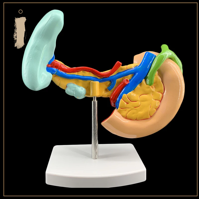 Больная поджелудочная железа селезенка печень желчный пузырь и duoцатиперстной