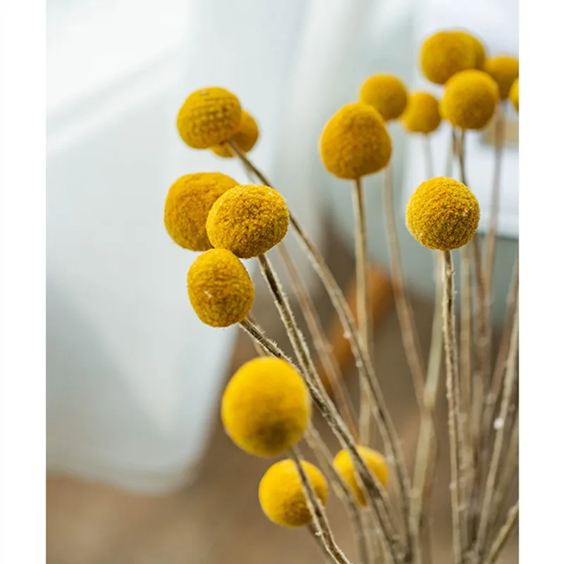 

5Pcs Real Dried Pampas Grass Wedding Bunch Natural Plants Home Decor Artificial Flowers Phragmites Golden Ball Pompom