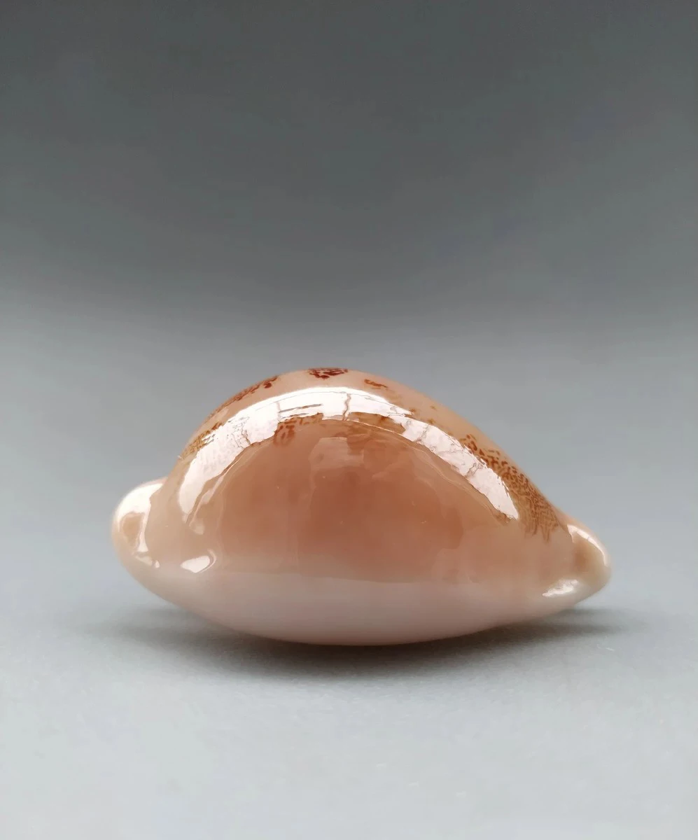 

Natural selection, super rare treasures, collectibles, conch