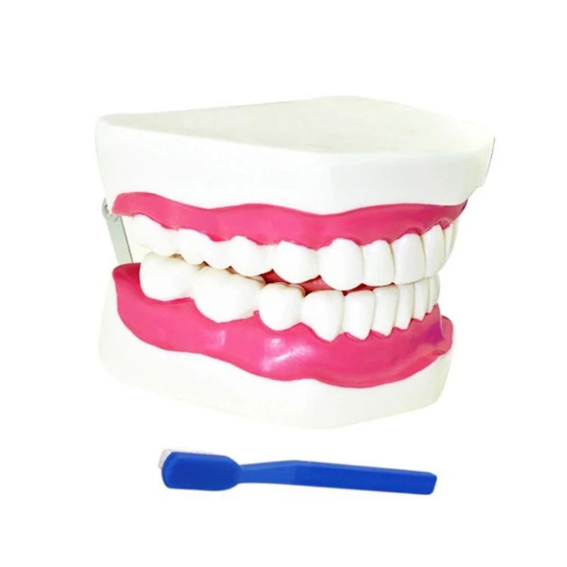 

2022 Easy to Assemble and Observe Proportionally Accurate Human Teeth Model Useful and Practical for Doctors in The Hospitals