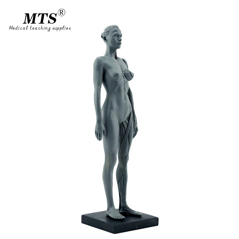 Синтетическая смола Женская медицинская модель человеческого тела обучающая