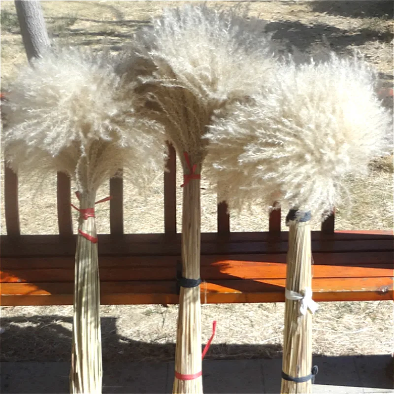 

Pampas Grass Wedding Flower Bunch Natural Plants Decor Home Decor Dried Flowers Artificial Flowers Christmas Decorations